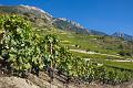 Old vines, Vineyard near Fully IMGP3460